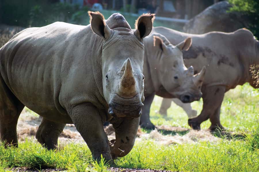 Nashville Zoo: Any-Day Admission Ticket - Key points at a glance
