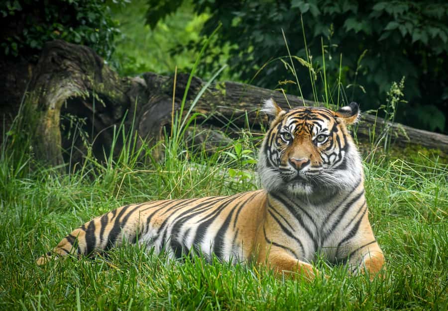 Nashville Zoo: Any-Day Admission Ticket - Entering Nashville Zoo with a flexible ticket