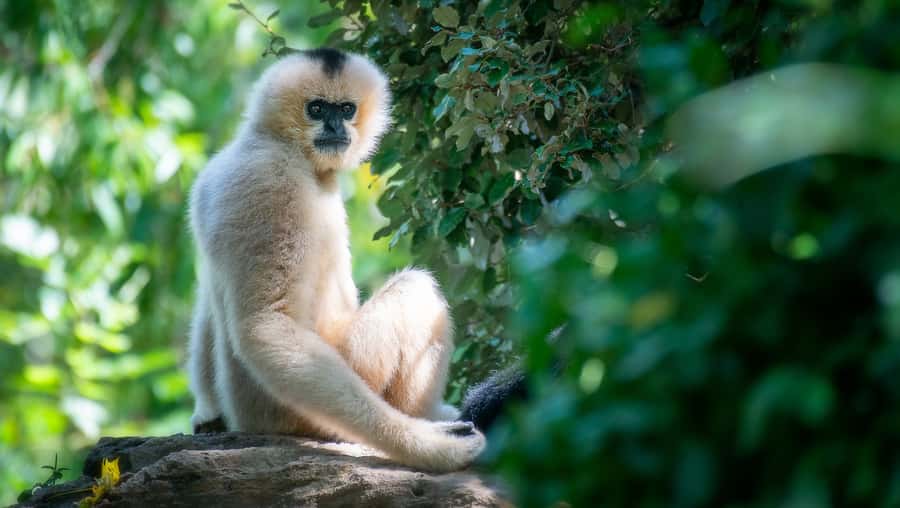 Nashville Zoo: Any-Day Admission Ticket - What the $32 ticket really includes