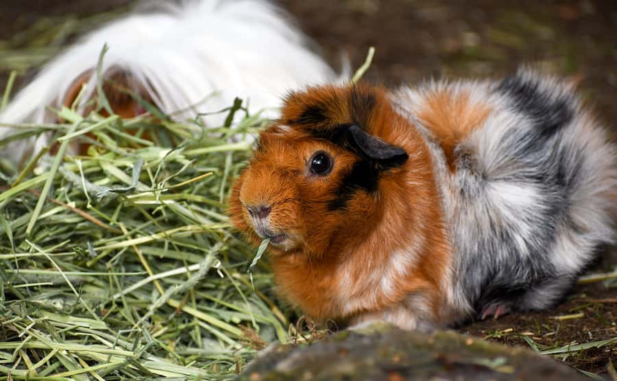 Nashville Zoo: Any-Day Admission Ticket - Food, breaks, and the Grassmere Historic Home